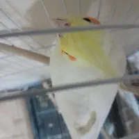 عروس هلندی ماده