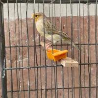قناری ماده