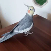 دو عدد عروس هلندی نر