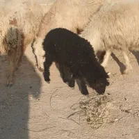 یک عدد بز جوان زاییده و یک بره ماده|حیوانات مزرعه|رامشیر, |دیوار