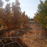 فروش باغ و گلخانه