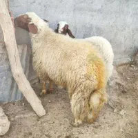 گوسفند و بزغاله