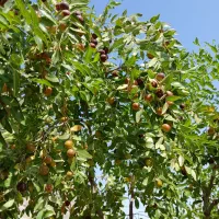 باغچه (مجوز دار)|فروش زمین و ملک کلنگی|تهران, مشیریه|دیوار