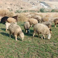 فروش160راس شیشک میش داشتی بره دار ناز ترکی بختیاری