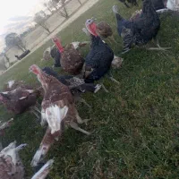 بوقلمون محلی|حیوانات مزرعه|بانه, |دیوار