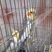 فروش فوری عروس هلندی