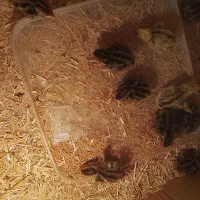 بلدرچین|حیوانات مزرعه|مرودشت, فرهنگ|دیوار