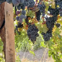 باغ|فروش زمین و ملک کلنگی|دینور, |دیوار