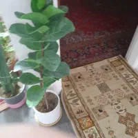 گل فیکوس لیراتا سرحال|گل و گیاه طبیعی|اصفهان, کارلادان|دیوار