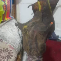 پوست نی انبان ساده وطرح دار