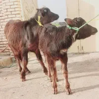 گوساله  شفج باحشوا