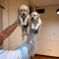 گلدن رتریور