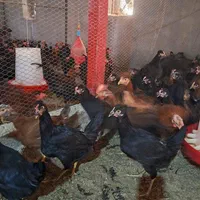 مرغ محلی اصیل