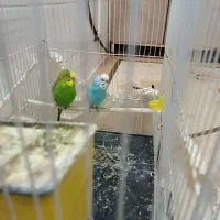 یک جفت مرغ عشق سالم|پرنده|نیشابور, خط کاشمر|دیوار