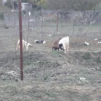 فروش بزغاله|حیوانات مزرعه|مرزنآباد, |دیوار