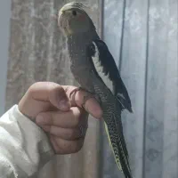 عروس هلندی تک مشکی