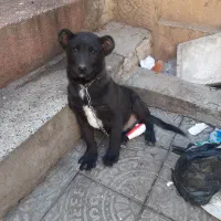 واگذاری توله سگ قدر جونی