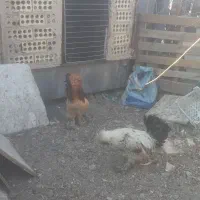 دو عدد خروس سلطان|حیوانات مزرعه|چهاردانگه (تهران), |دیوار