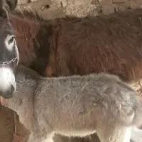 شیر الاغ