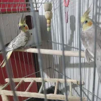 جفت مولد عروس هلندی به همراه دو جوجه خودشون|پرنده|تهران, مسعودیه|دیوار