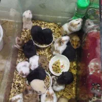 همستر سالم و دستی قیمت مناسب|موش و خرگوش|تهران, مخصوص|دیوار