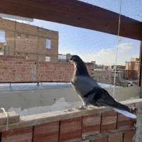 مایا بالا اوچان