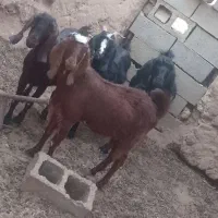 فروش دام