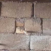 کبوتر پلاکی|پرنده|چگنی, |دیوار