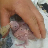 عروس هلندی دستی|پرنده|ابهر, |دیوار