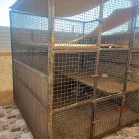 قفس فلزی کبوتر