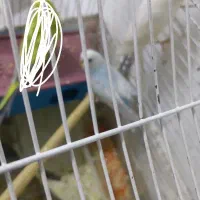 یه جفت جوجه مرغ عشق