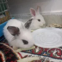 دوتابچه خرگوش