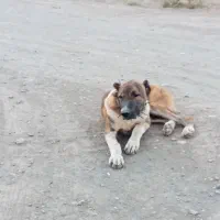 سگ افغانی