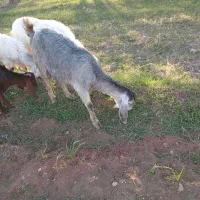 چهار راس بز بزغاله دار درجه یک