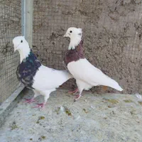 طوقی پاپر|پرنده|اصفهان, ارغوانیه|دیوار