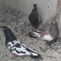 کفتر|پرنده|مشهد, گاز|دیوار