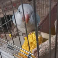 طوطی بلو اسکای