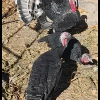 حیوانات درمزرعه