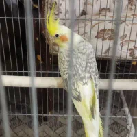 عروس هلندی