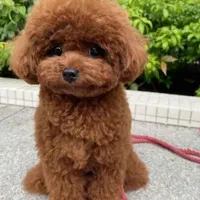 واگذاری سگ توله پودل اصیل زیبا|سگ|کرمان, |دیوار