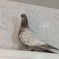ماده طاووسی|پرنده|شیراز, آزادگان|دیوار