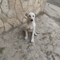 سگ نگهبان محلی واگذاری رایگان