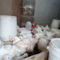 مرغ اوگانیک|حیوانات مزرعه|گمیشان, |دیوار