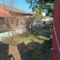 بنا کلنگی/سندتک برگ