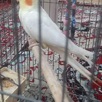 عروس هلندی سخنگو