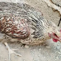 مرغ تخم گزار