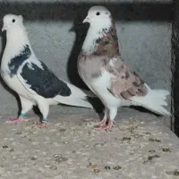 جفت کفتر پرشی زیبا