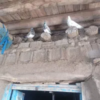 فروش کفتر|پرنده|میانه, |دیوار