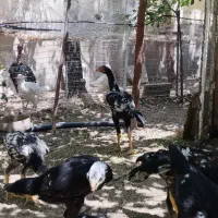 خروس لاری مرغ و جوجه ۶