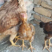 وسایل|قایق و سایر وسایل نقلیه|سراوان, |دیوار